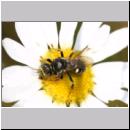 Oxybelus uniglumis - Weissfleckige Fliegenspiesswespe 07a 7mm - Sandgrube Niedringhaussee.jpg